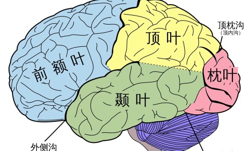 骨折病人紧急处理方法不包括-骨折处理的急救步骤专区_骨折紧急处理四个步骤专区_骨折病人紧急处理方法网